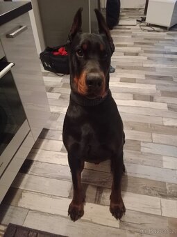 Krytí pes Dobrman - 8