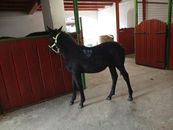 Kladrubske hřibata - 8