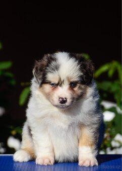 Australský ovčák s PP - blue Merle a black tri - 8