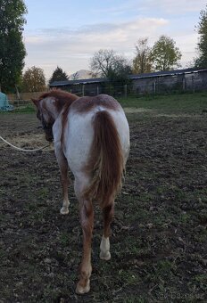 AQH, quarter horse, Vnuk legendárního Sannamana hledá domov - 8