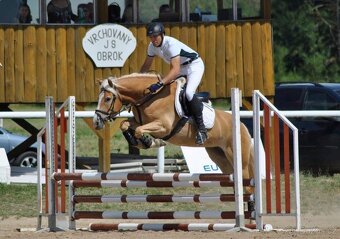 Kvalitní klisna hafling - 8