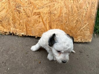 Prodám štěňata Jack Russel teriér - 8