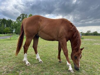 Prodám valacha American quarter horse - 8
