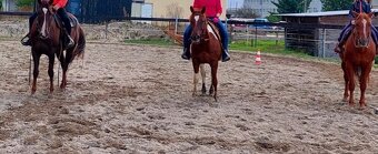 Klisny QH a PH - 8