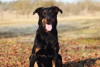 Beauceron štěńátka s PP zahraniční krytí - 8