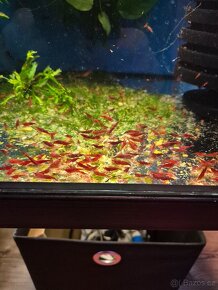 Krevetky akvarijní neocaridina - 8
