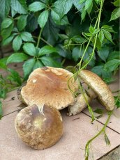 PRONÁJEM CHATY VYSOČINA-na samotě u VELKÉHO DÁŘKA - 8