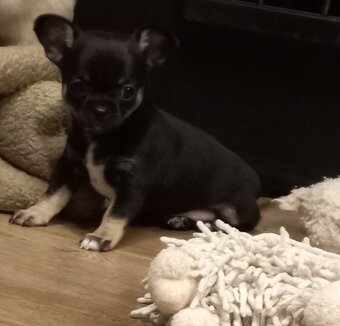 Čivava pidi štěňátka - 8