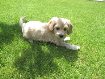 Maltipoo štěňátka - 8