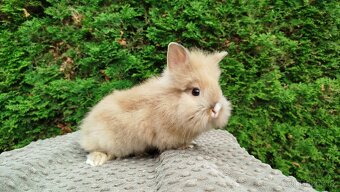 Zakrslý králík, králíček -(lvíček)-TESSIE - 8