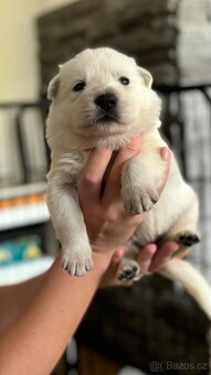 Bílý švýcarský ovčák s PP FCI - 8