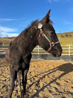 Blue Roan Žrebček - 8