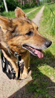 MAXÍČEK K ADOPCI - zlatíčko hledá svoji spřízněnou duši - 8