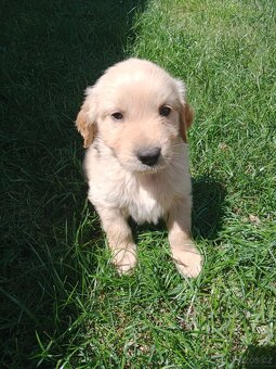 Zlatý retrívr/retriever - 8