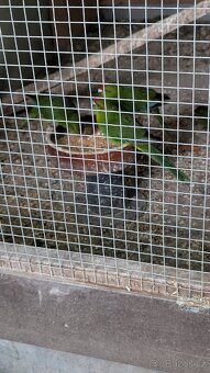 Kakariky rudočelé - 8