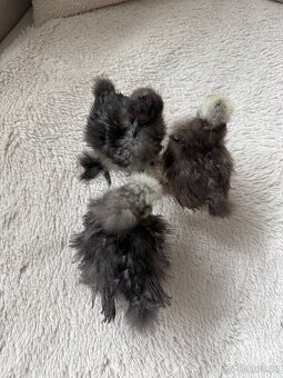 Hedvábnička USA - kuřátka - 8