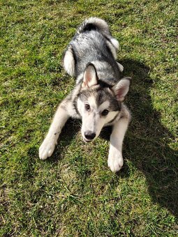 Aljašský Malamut bez pp - 8