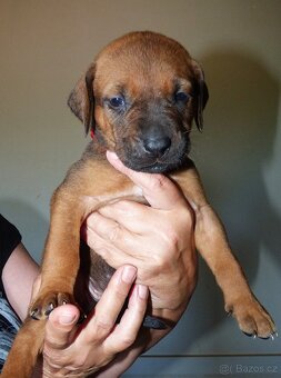 Tosa inu - nádherná štěňátka s PP - 8