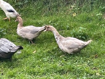 PRODÁM MLADÉ PIŽMOVKY VELKÉ KRÁSNÝCH BAREV - 8