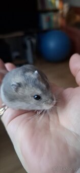 Křeček džungarský - 8