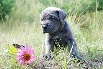 CANE CORSO - 8