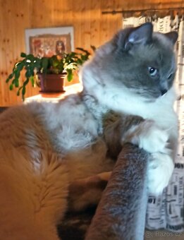 Ragdoll koťátka bez PP - 8