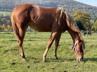 Paint horse - 8