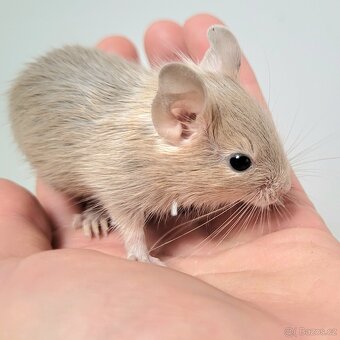 Osmák degu s PP – mláďátka - 8