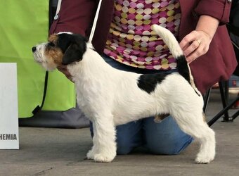 Štěňata Jack Russell terier s PP - 8