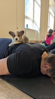 WELSH CORGI PEMBROKE S PP - pejsci - 8