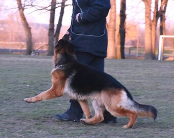Německý ovčák štěňátka - 8