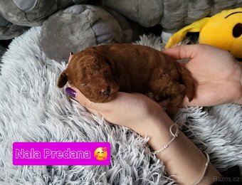 Pudl toy mini Red ❣️ - 8