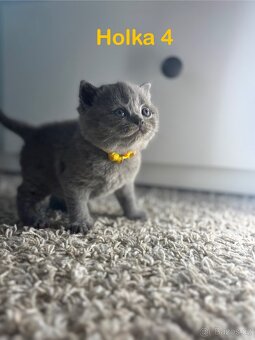 Britská koťata. - 8