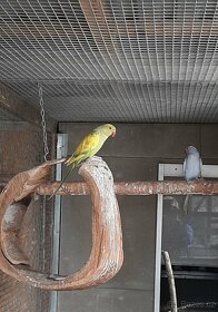 Prodám Alexandry malé - 8