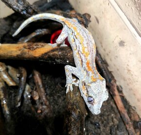 Rhacodactylus Auriculatus - Pagekon hrbolkohlavy - 8