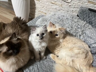 Ragdoll kotě holčička bez PP na prodej - 8