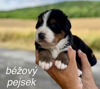 Bernský salašnický pes - štěňátka s PP - 8