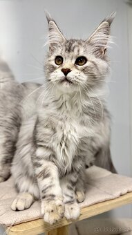 Heidi s PP ❤️Mainská mývalí kočka Maine coon - 8