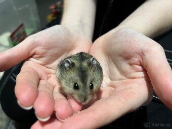 Prodám malé křečky - 8