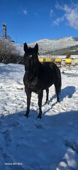 6 ročná kobylka - 8