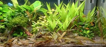 Akvarijní rostliny - 8