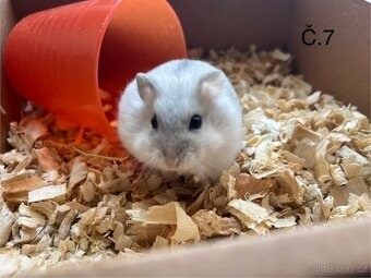 Křeček džungarský (mláďata) - 8