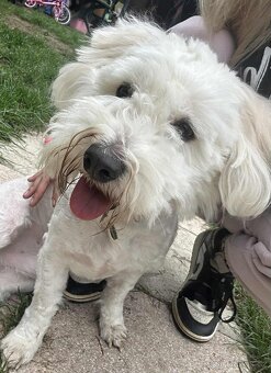 FILÍPEK K ADOPCI - 2 roky, x-maltéz - 8
