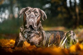 Krycí pes Cane Corso s PP - 8