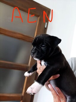 American Bully - (mini)Pocket s PP (AKBC), - 8