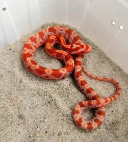 Užovka červená (Pantherophis guttatus), - 8