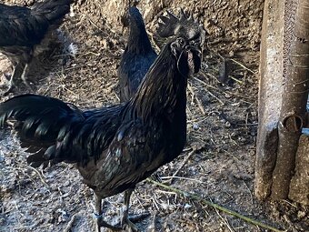 Ayam cemani - 8