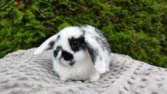 Zakrslý beránek, králíček, králík - NAOMI - 8