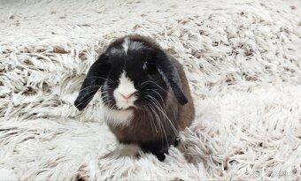 Zakrslý beránek, králíček, králík - LADY - 8
