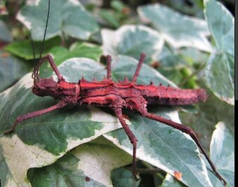 Strašilky, Pakobylky - 8